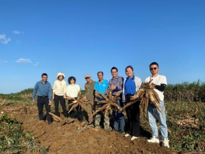 体系“两岗一站”专家在崇左市开展木薯机械化收获技术示范