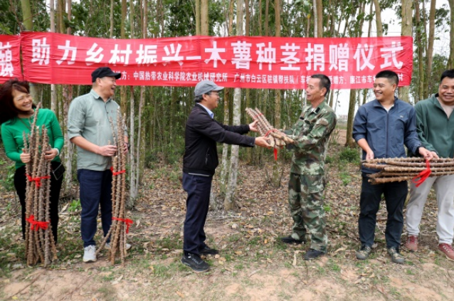 科技助春耕——体系在广东省湛江市开展木薯种植机械化技术培训暨木薯种茎赠送
