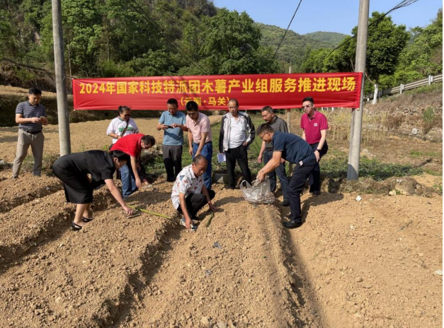 国家乡村振兴重点帮扶马关县科技特派团木薯产业组赴马关县开展技术服务