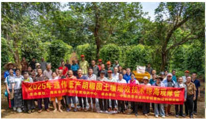 咖啡海南万宁站联合海南农民培训中心举办胡椒土壤改良现场观摩会