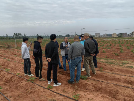 体系岗站专家组到湛江市指导反季节食用木薯种植