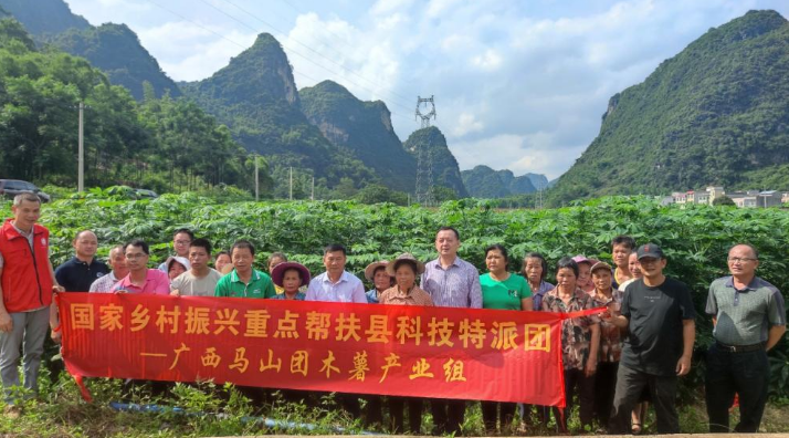 国家乡村振兴重点帮扶科技特派团马山县木薯产业组在马山县开展科技帮扶工作