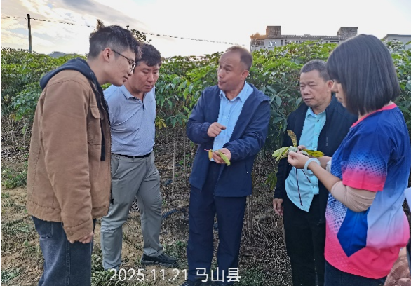 国家乡村振兴重点帮扶马山县科技特派团木薯产业组开展木薯花叶病防控技术指导工作