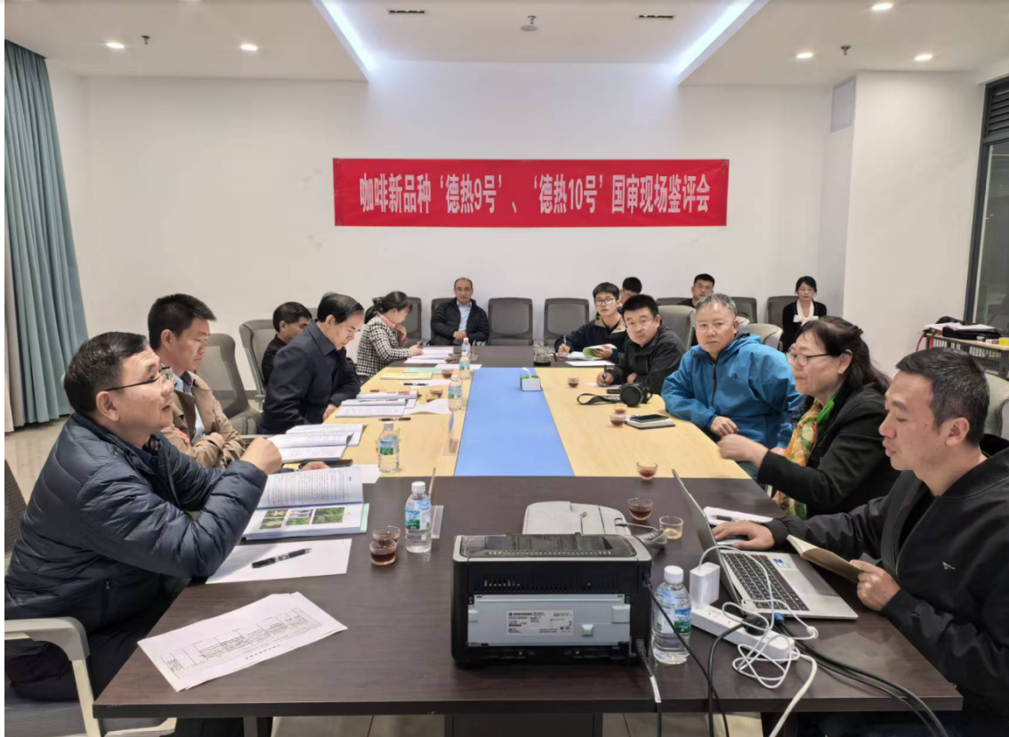 咖啡德宏综合试验站2个咖啡新品种通过国审现场鉴评 抗锈丰产优势显著