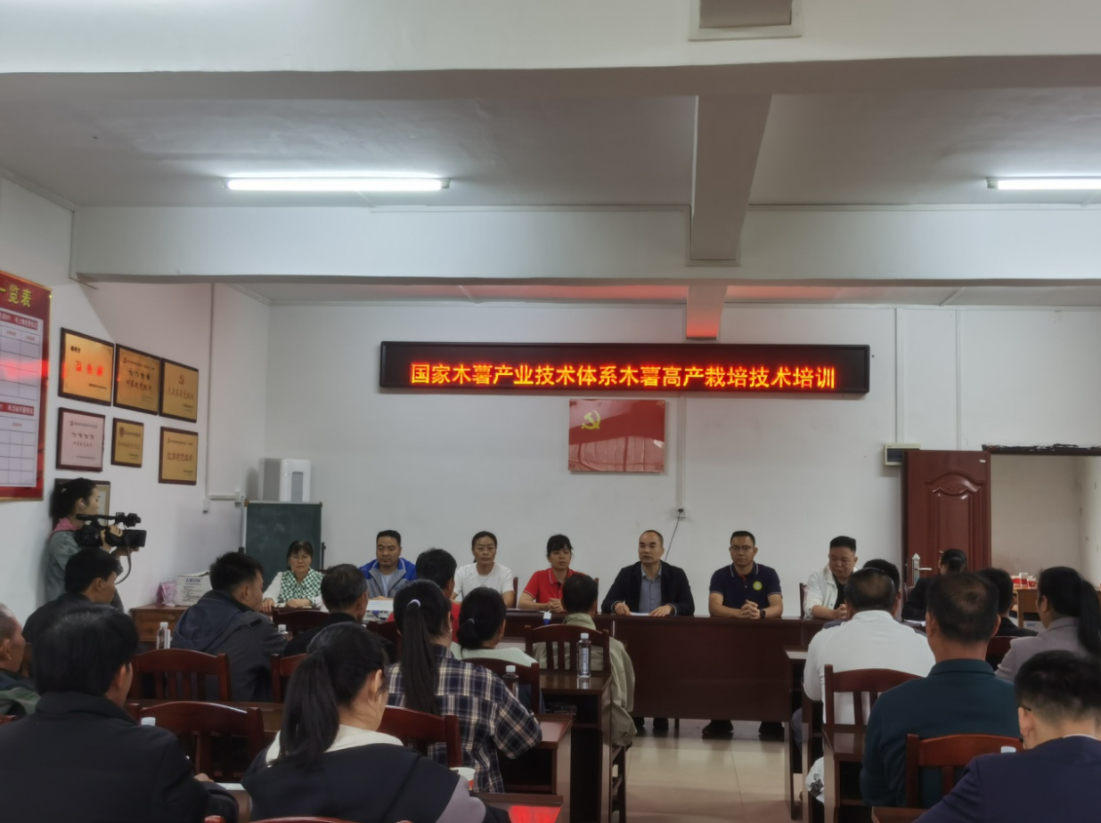 岗站联合赋能鹿寨木薯产业提质升级