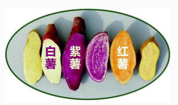 薯类三兄弟中, 常常被忽略的ta, 养活了世界七分之一的人口