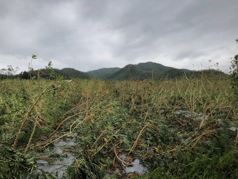 广州综合试验站组织开展台风“山竹”损失调查及灾后木薯管理工作