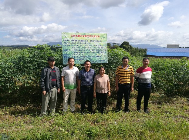 体系保山综合试验站团队到西双版纳州调研木薯、辣木产业