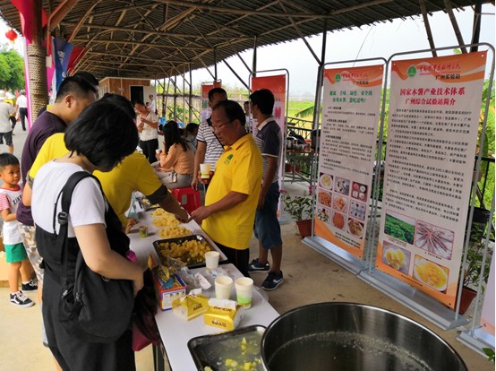 木薯体系广州综合试验站联合产业经济岗开展食用木薯科普推介