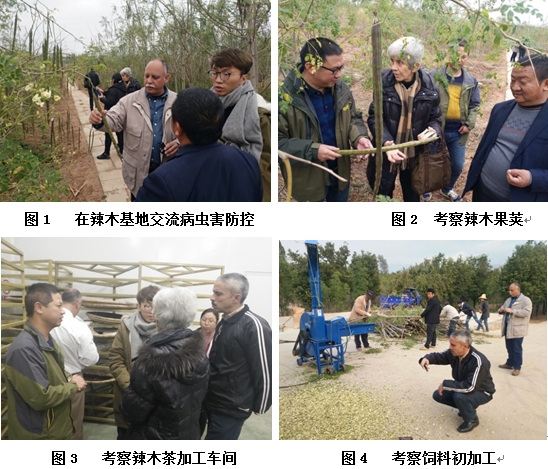 古巴国家辣木项目协调专员及专家到云南考察交流